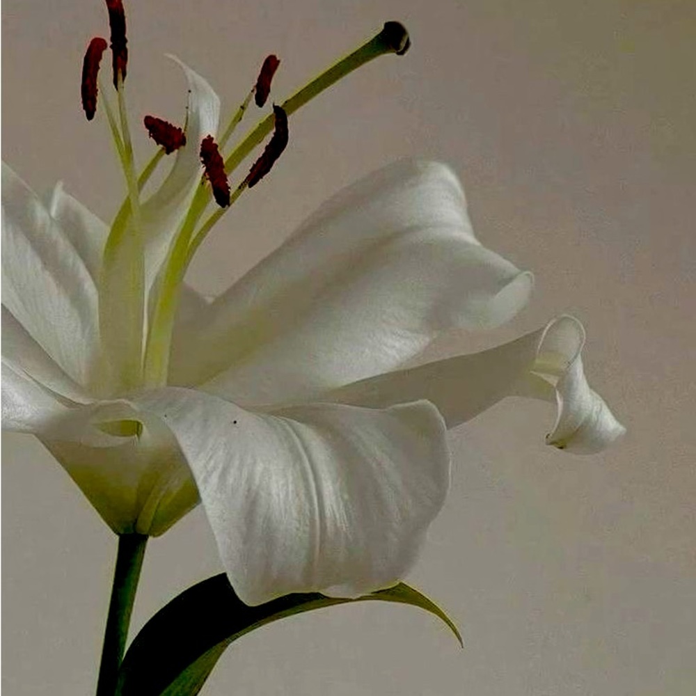 Meet your Posher, Olivia!